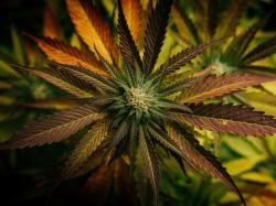  nextleaf-launches-new-cannabis-brand-high-plains 