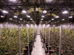  halo-collective-completes-acquisition-of-cannabis-manufacturing-and-distribution-hub-in-oregon 