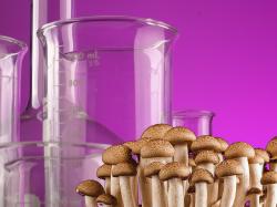  psychedelics-developer--mass-scale-manufacturer-will-deliver-novel-magic-mushroom-products 