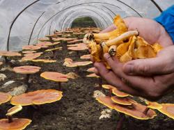  international-magic-mushrooms-where-are-they-produced-and-where-are-they-headed 