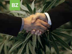  green-organic-dutchman-completes-merger-with-bzam-cannabis 