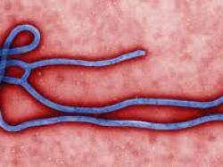  west-africa-based-studies-show-jnj-mercks-ebola-vaccines-provide-lasting-antibodies 