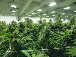  oregon-small-weed-farmers-and-producers-sue-cannabis-giant-chalice-brands-over-consistent-non-payment 