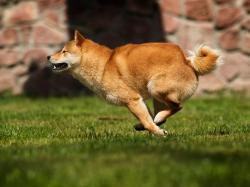  shiba-inu-zoomie-ahead-analyst-who-nailed-bitcoin-2021-cycle-expects-meme-coin-hype-to-pick-up-in-few-weeks 