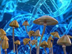  hytn-innovations-cultivates-psilocybin-mushrooms-and-upgrades-equipment-for-api-development 