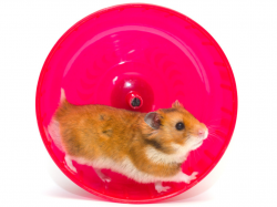  what-is-hamster-race-betting-inside-the-new-world-of-crypto-degen-gambling-and-the-animals-involved 