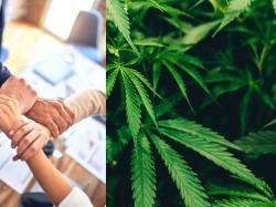  we-dont-plan-on-stopping-teamsters-new-cannabis-contract-in-illinois-raises-bar-for-big-industry-players 