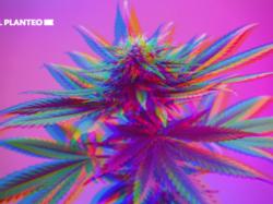 대마초 정신활성 효과, THC 농도보다 '엔투라지 효과'가 주요 원인