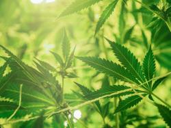 미 농무부, THC 없는 유전자 변형 대마 재배 허용... 미국 농부들에 미칠 영향은