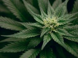  canadian-cannabis-brand-confirms-receipt-of-complaint-for-alleged-kickback-schemes 