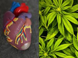  cbd-to-treat-heart-failure-new-study-shows-its-cardioprotective-effects 