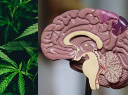  tilray-medical-joins-fight-against-deadly-brain-tumors-heres-whats-happening 