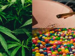  get-into-autumn-spirit-with-these-new-weed-chews-and-blunts 