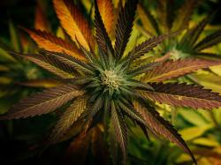  corona-beer-maker-walks-away-from-remaining-warrants-of-weed-giant-canopy-growth 