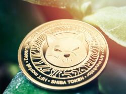 shiba-inu-dummy-token-cal-skyrockets-330-within-hours-of-launch-as-trading-volumes-cross-4m 
