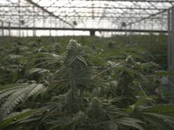  glass-house-brands-elevates-cannabis-game-with-15m-stock-offering 