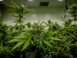  cannabis-growers-rough-year-q3-earnings-show-28-revenue-plunge-but-sheds-millions-in-debt 