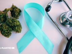  cannabis-significantly-improves-symptoms-for-most-cancer-survivors-confirms-new-study 