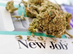 cannabis-jobs-in-2024-career-opportunities-key-players-and-industry-trends-for-job-seekers 