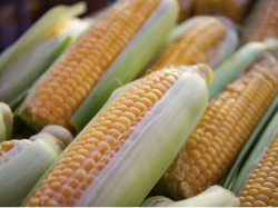  2-years-after-all-time-high-corn-prices-have-cratered-leaving-us-farmers-holding-the-bag 