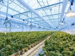  ancillary-cannabis-cos-stock-surges-on-news-of-merger-with-california-provider-of-cea-products-and-solution 