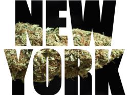  cannabis-saga-in-the-empire-state-corruption-or-ineptitude-private-equity-tramples-social-equity-report-reveals 