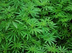  marijuana-ancillary-company-urban-gro-quarterly-revenue-drops-yoy-improves-net-loss 