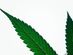  cannabis-chart-of-the-week-analysts-react-meekly-to-strong-q124-earnings 