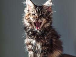  roaring-kitty-comeback-makes-cat-themed-coins-explode-roar-shoots-up-over-500 