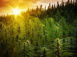  german-cannabis-producer-demecan-becomes-first-company-to-receive-cultivation-license-under-legalization-program-sees-strong-revenue-growth-updated 