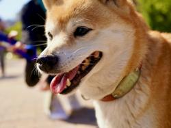  dogecoin-owners-new-shiba-inu-dog-neiro-sparks-multi-million-meme-coin-madness-on-solana-ethereum 