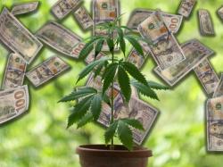  cannabis-co-c21-investments-reports-stub-period-revenue-of-45m-following-35m-deep-roots-harvest-acquisition 