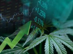  aurora-cannabis-shares-jump-on-q1-fy25-earnings-global-medical-marijuana-yields-record-revenue-of-343m 