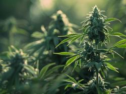  verano-holdings-q2-222m-revenue-in-line-qoq-net-loss-widens-to-22m-ahead-of-cannabist-co-acquisition 