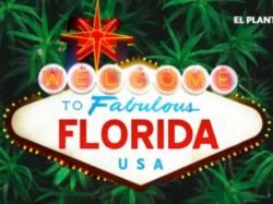  florida-cannabis-legalization-one-poll-shows-weed-going-legal-in-november-ballot-another-thumbs-down 