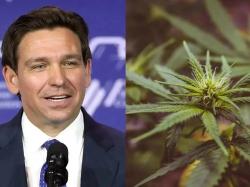  ron-desantis-staffer-peeved-floridas-cannabis-legalization-initiative-has-no-home-grow-provision--shocked-well-explain 