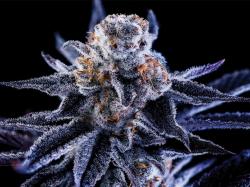 유명 대마초 재배사 그린 보디, `I Love Growing Marijuana`와 한정판 씨앗 출시... 경품 이벤트도 진행