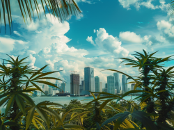  gop-and-democratic-state-senators-back-floridas-cannabis-legalization-initiative-in-new-ad-as-ballot-vote-looms 