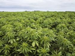 공화당 랜드 폴 의원, 헴프 THC 상한선 3배 상향 법안 발의... 업계 당면 과제 해결 시도