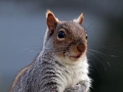  peanut-the-squirrels-coin-pnut-catapults-343-higher-to-420-million-valuation-the-squirrel-who-saved-the-election-quips-venture-capitalist 