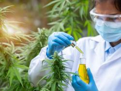 덴마크 의료용 대마 생산업체 스테노케어, 노르웨이서 특허 THC-CBD 오일 출시