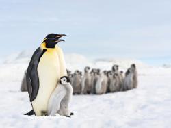 퍼지 펭귄 PENGU 토큰 랠리 지속... 도지코인, 시바이누 상승률 압도