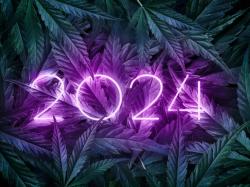 2024년 대마초 개혁: 말은 많았지만 실행은 없었다