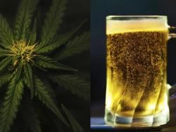  is-cannabis-replacing-beer-canadian-study-links-weed-legalization-to-drop-in-alcohol-sales 