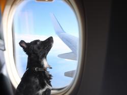  american-airlines-relaxes-pet-policy-now-you-can-bring-an-additional-item-in-the-cabin-with-your-fur-baby 