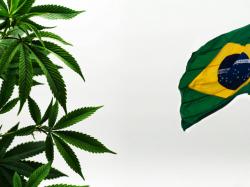  canadian-cbd-focused-pharma-co-gets-green-light-to-produce-medical-marijuana-in-brazil 