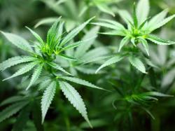  whats-going-on-with-marijuana-grower-tilrays-stock 