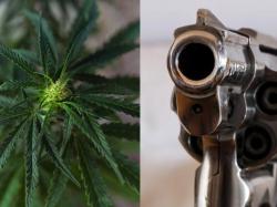 NRA, 대마초와 총기 소지 관련 법적 혼란 경고... 연방 금지법 확대될까
