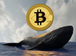 10년 묵은 비트코인 고래 깨어나... 2억달러 BTC 이동, 수익률 11만%