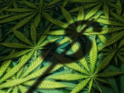  gavin-newsoms-budget-keeps-cannabis-tax-hike-can-it-be-stopped-whats-next-for-operators 
